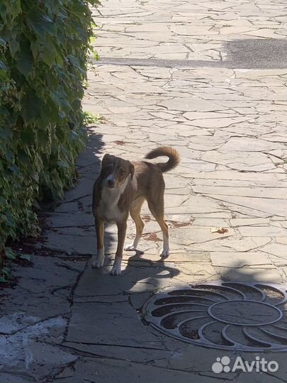 Маленькая дворняга