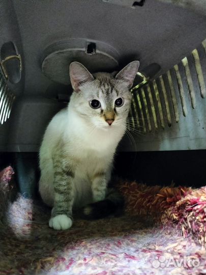 Голубоглазая тайская кошка из приюта