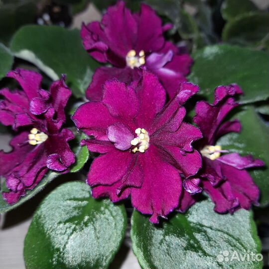 Фиалки сортовые