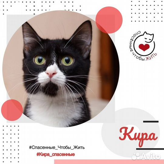 Кошечка Кира ищет дом
