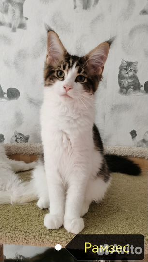 Котята мейн-кун