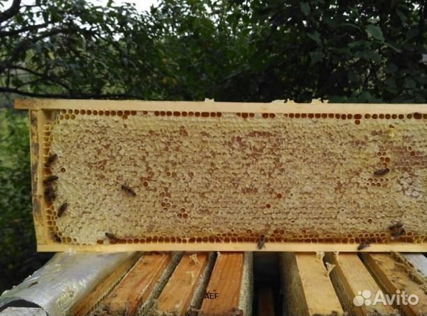 Мед 24 года из Алтая опт