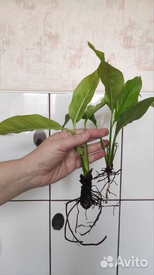 Спатифиллум (женское счастье)