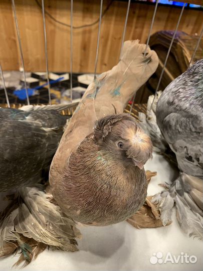 Голуби узбекские