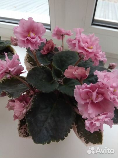 Продам фиалки