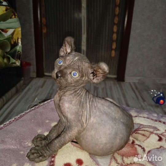 Канадский сфинкс