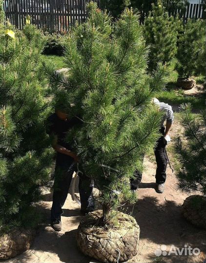 Саженцы сибирского кедра экстра класс