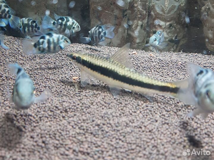 Сиамский водорослеед