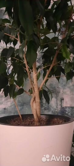 Фикус для офиса