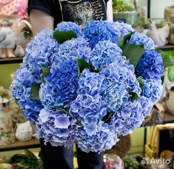 Гортензия 3, 5, 7, 11