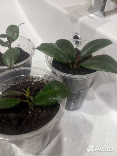 Фикус эластика