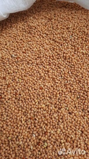 Просо кремовое