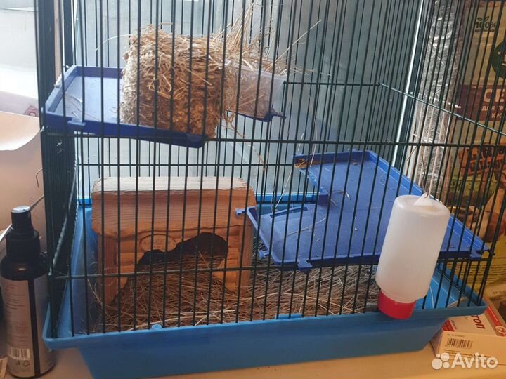 Клетка для дегу