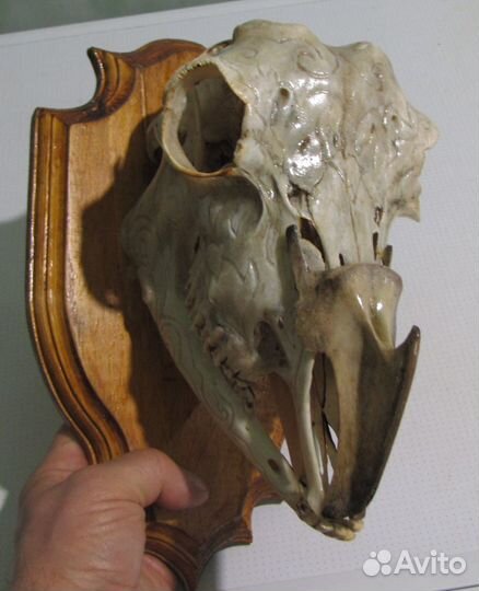 Череп козла