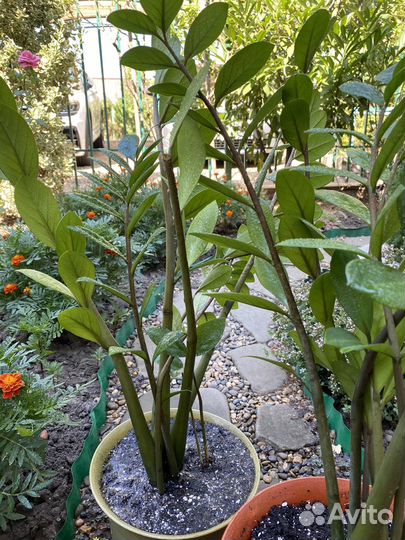 Долларовое дерево