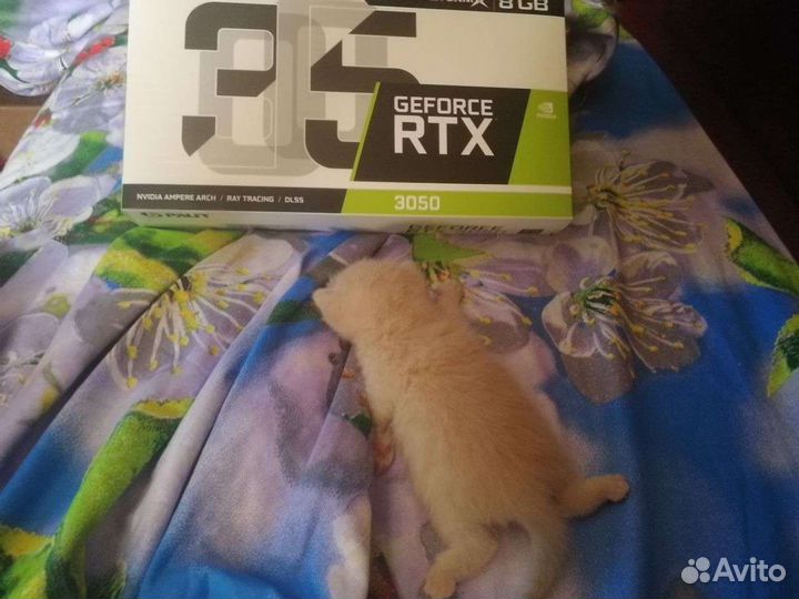 Rtx 3050 Palit