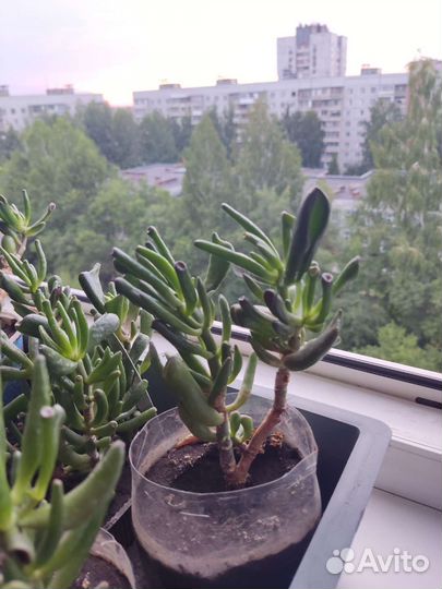 Крассула хоббит