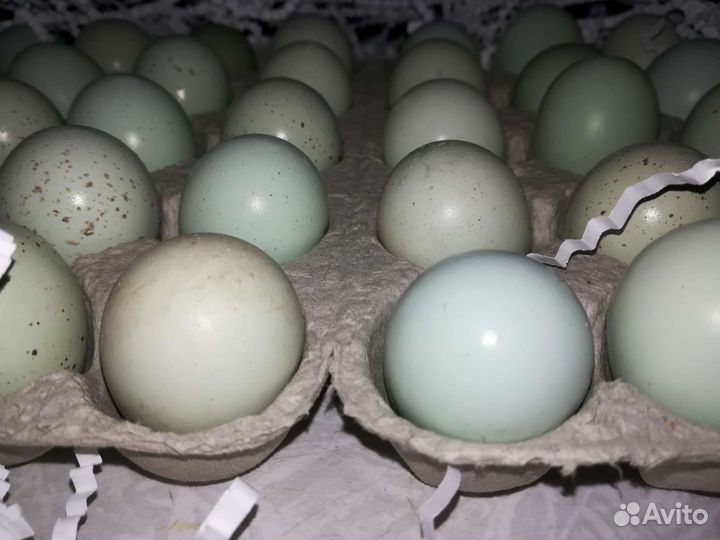 Кассеты для перепелиных яиц