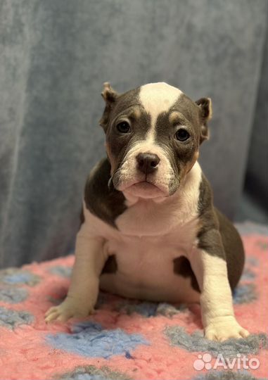 Девочка булли голубой триколор