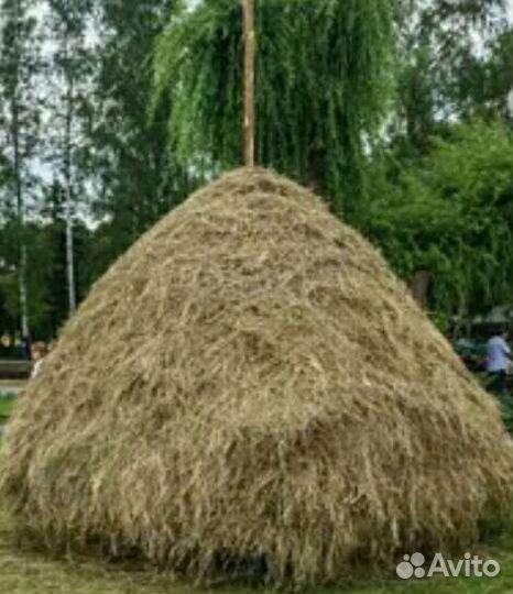 Продам сено