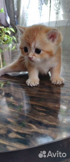 Кот шотландский