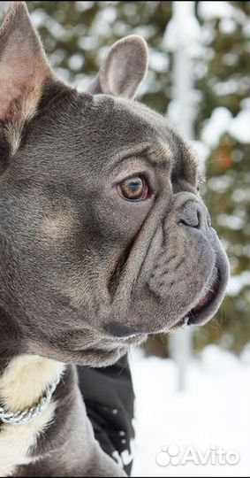 Французский бульдог кобель вязка