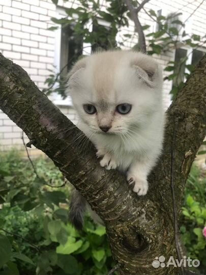 Шотландские котята