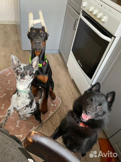 Кинолог с выездом, дрессировка собак