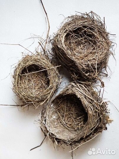 Настоящие птичьи гнезда