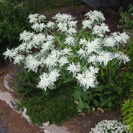 Растения для сада