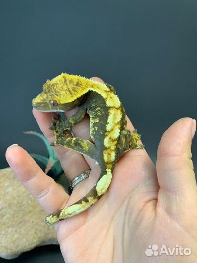 Бананоед самка Harlequin на черной базе (146)