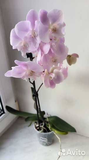 Орхидеи фаленопсис биг липы цветущие