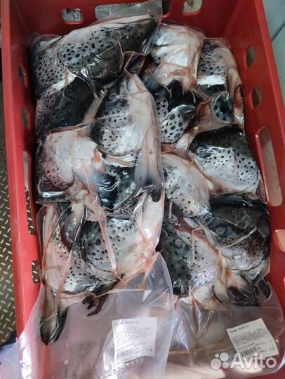 Головы лосося