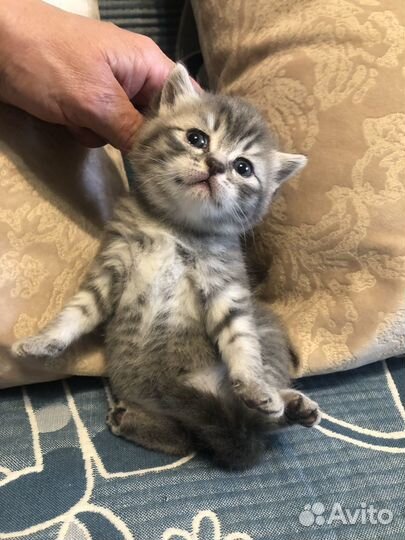 Малыши Бриташки