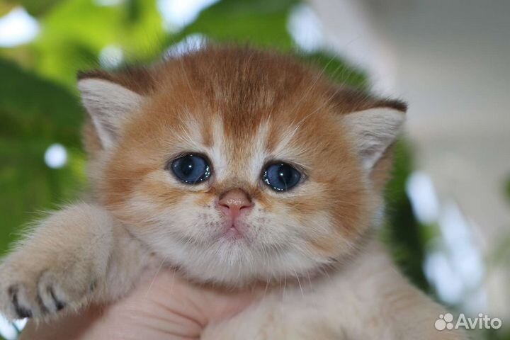 Девочка золотая британская шиншилла