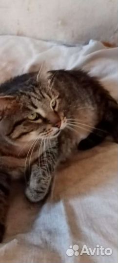 Котики бесплатно в добрые руки