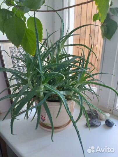 Алоэ 2 видов, 1-5 летние