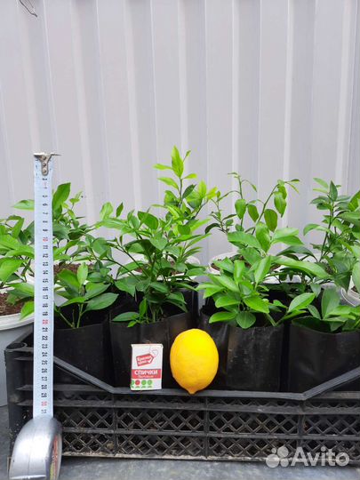 Лимон, сорт Мейер