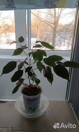 Фикус бенджамина