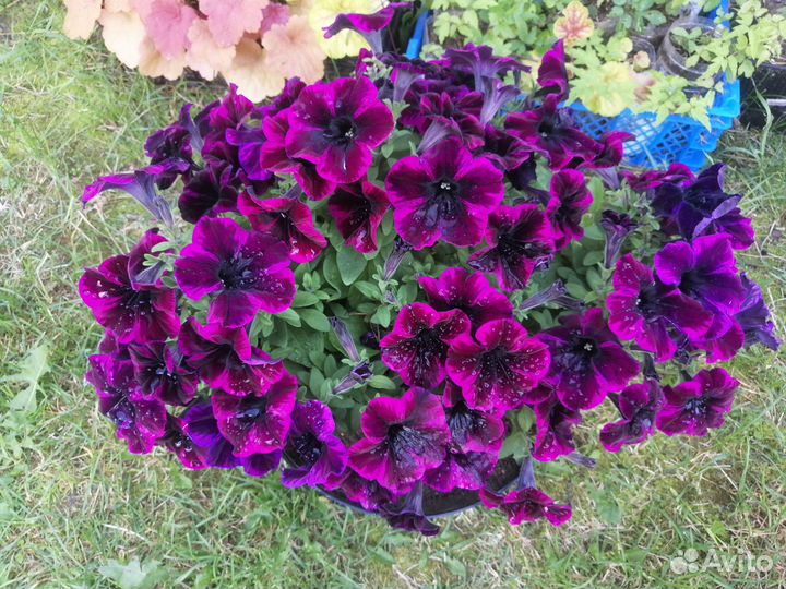 Петунии Tidal,ShockWave,RimMangenta