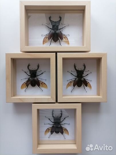 Жуки в рамках для коллекции