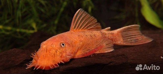 Креветки- Мотыль - Цихлиды-Раки-Улитки-Сомы