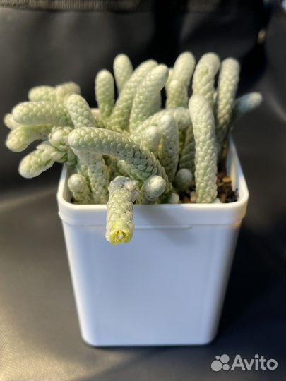 Семена суккулентов