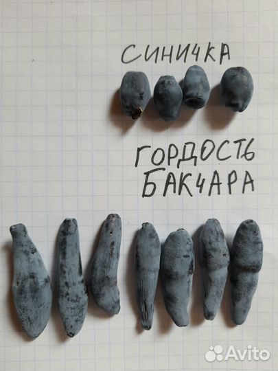 Вкусная жимолость