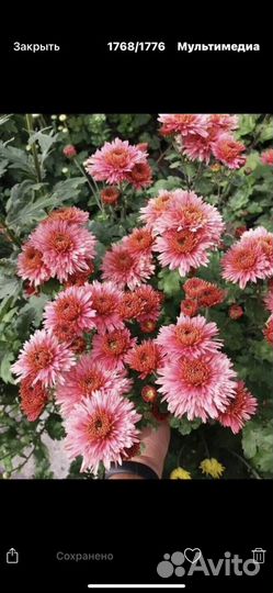 Хризантемы