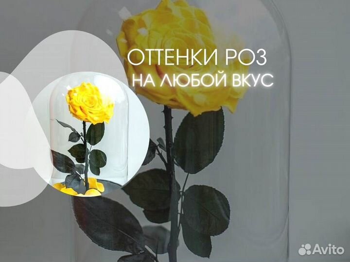 Розы в колбе разные