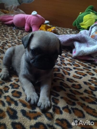 Щенки мопса