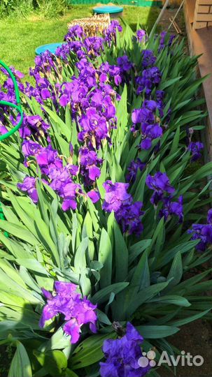 Ирис бордюрный фиолетовый
