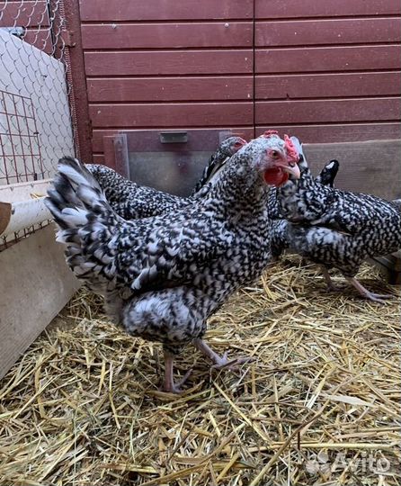 Куры молодки несушки домашние