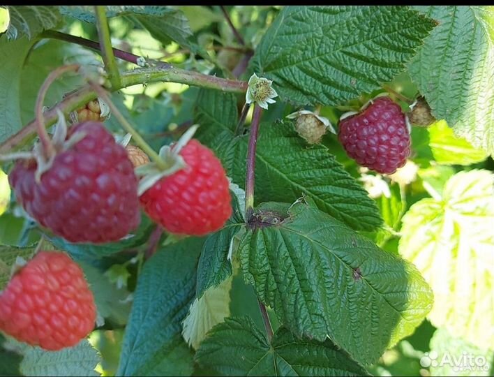 Малина кусты молодые